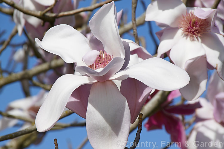 Magnolia sargentiana var. robusta, a stocky, fairly compact natural variety of a deciduous tree native to western China. Unlike the species, which has white to very pale pink flowers to 20cm diameter, var. robusta has pale pink flowers over 25cm wide, opening from deep pink buds. The leaves are up to 20cm long. Order: Magnoliales, Family: Magnoliaceae