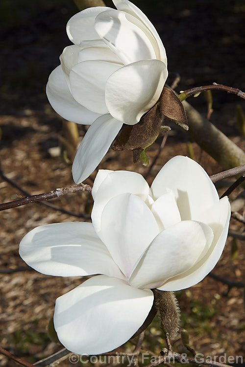 Magnolia 'David Clulow' (<i>Magnolia x soulangiana 'Lennei. Alba' x Magnolia x veitchii [possibly the cultivar 'Rubra']), a hybrid raised by Todd. Gresham of the United States and named after a British magnolia breeder. The large white flowers have a hint of pink at the base and may be over 20cm diameter. It is widely regarded to be one of the best of the white-flowered deciduous magnolias. Order: Magnoliales, Family: Magnoliaceae