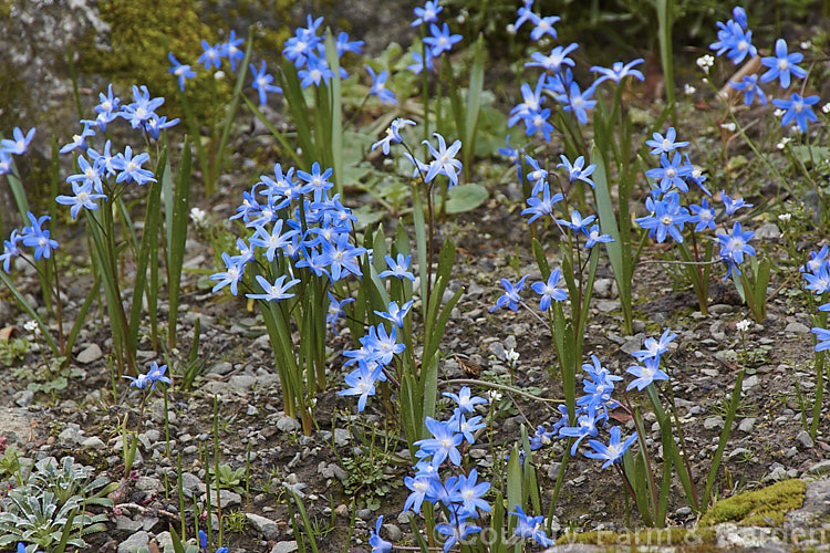 Glory-of-the-Snow (<i>Scilla luciliae [syn. Chionodoxa luciliae]), a small bulb that flowers in late winter and early spring. It is native to western Turkey and found at around 2000m altitude. scilla-2491htm'>Scilla.