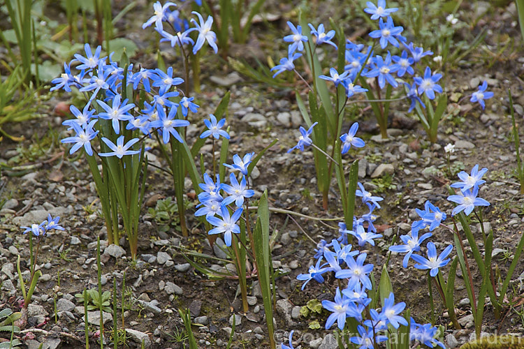 Glory-of-the-Snow (<i>Scilla luciliae [syn. Chionodoxa luciliae]), a small bulb that flowers in late winter and early spring. It is native to western Turkey and found at around 2000m altitude. scilla-2491htm'>Scilla.