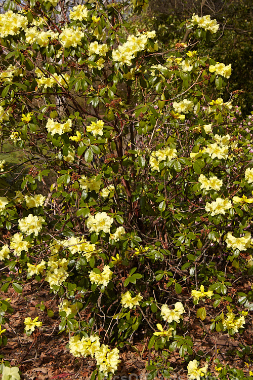 <i>Rhododendron</i> 'Chrysomanicum' (<i>Rhododendron chrysodoron</i> x <i>Rhododendron burmanicum</i>), a hybrid introduced by Aberconway of Wales in 1947. It blooms early, and the flowers are prone to frost damage. Order: Ericales, Family: Ericaceae