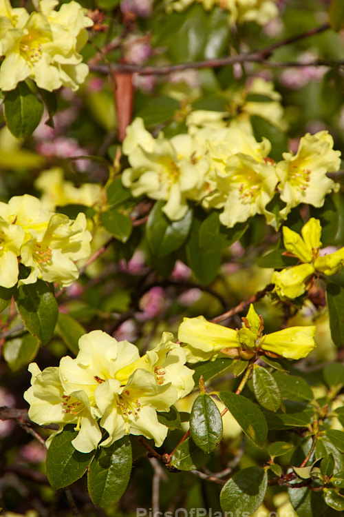 <i>Rhododendron</i> 'Chrysomanicum' (<i>Rhododendron chrysodoron</i> x <i>Rhododendron burmanicum</i>), a hybrid introduced by Aberconway of Wales in 1947. It blooms early, and the flowers are prone to frost damage. Order: Ericales, Family: Ericaceae