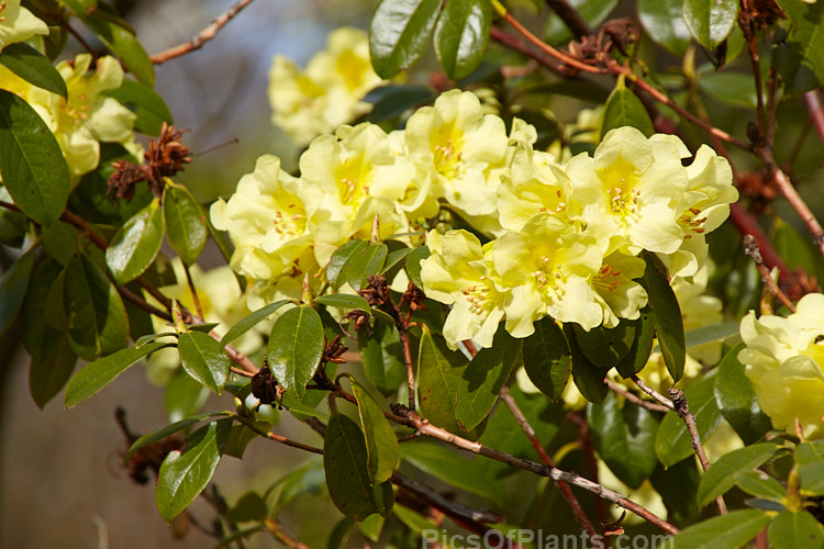 <i>Rhododendron</i> 'Chrysomanicum' (<i>Rhododendron chrysodoron</i> x <i>Rhododendron burmanicum</i>), a hybrid introduced by Aberconway of Wales in 1947. It blooms early, and the flowers are prone to frost damage. Order: Ericales, Family: Ericaceae