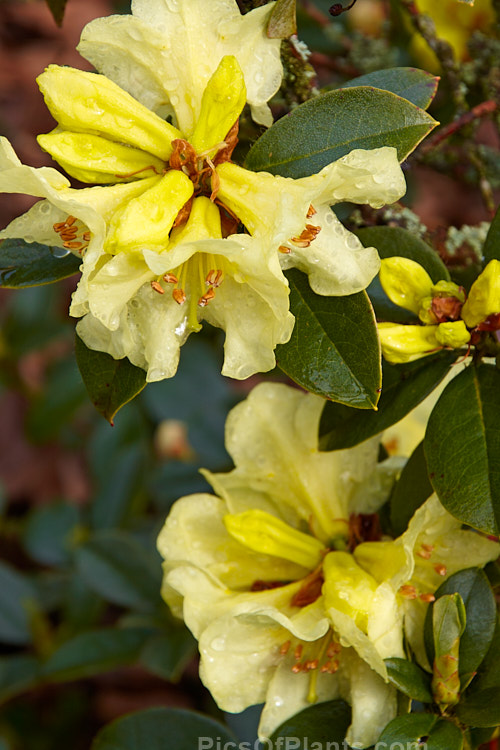 <i>Rhododendron</i> 'Parisienne' (<i>Rhododendron valentianum</i> x <i>Rhododendron burmanicum</i>), an early-flowering hybrid with bronze foliage. Raised by Rothschild in 1947, it was among the first yellow-flowered hybrids and in common with many of these it lacks hardiness. The modern form of 'Parisienne' is more compact than the original cultivar and is sometimes called 'Parisienne Improved', though as it has largely replaced the earlier form this distinction is hardly necessary. Order: Ericales, Family: Ericaceae