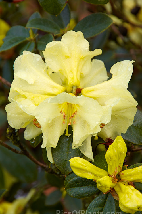 <i>Rhododendron</i> 'Parisienne' (<i>Rhododendron valentianum</i> x <i>Rhododendron burmanicum</i>), an early-flowering hybrid with bronze foliage. Raised by Rothschild in 1947, it was among the first yellow-flowered hybrids and in common with many of these it lacks hardiness. The modern form of 'Parisienne' is more compact than the original cultivar and is sometimes called 'Parisienne Improved', though as it has largely replaced the earlier form this distinction is hardly necessary. Order: Ericales, Family: Ericaceae