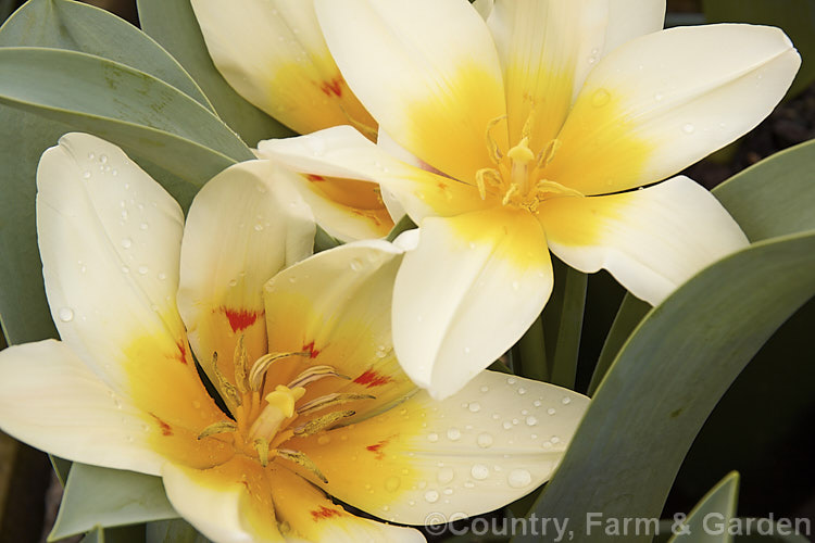 Tulipa 'Honorose' (<i>Category 13 x Fosteriana. Hybrid</i>), a low-growing, early-flowering hybrid that rarely exceeds 20cm in height. Despite its supposed parentage, for garden use it is perhaps more in the style of a Greigi or 'rock tulip' than most. Fosterianas. Order: Liliales, Family: Liliaceae