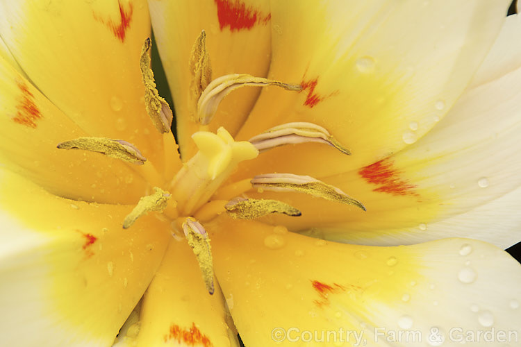 Central flower detail of Tulipa 'Honorose' (<i>Category 13 x Fosteriana. Hybrid</i>), a low-growing, early-flowering hybrid that rarely exceeds 20cm in height. Despite its supposed parentage, for garden use it is perhaps more in the style of a Greigi or 'rock tulip' than most. Fosterianas. Order: Liliales, Family: Liliaceae
