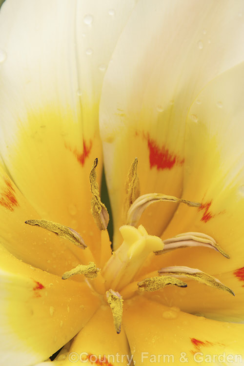Central flower detail of Tulipa 'Honorose' (<i>Category 13 x Fosteriana. Hybrid</i>), a low-growing, early-flowering hybrid that rarely exceeds 20cm in height. Despite its supposed parentage, for garden use it is perhaps more in the style of a Greigi or 'rock tulip' than most. Fosterianas. Order: Liliales, Family: Liliaceae