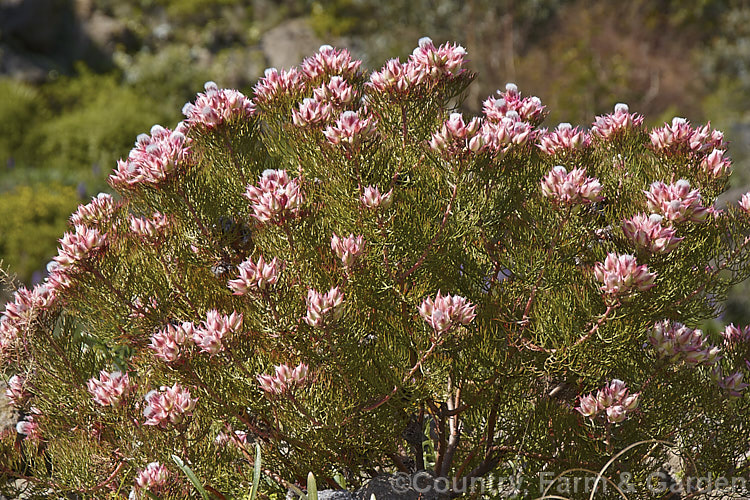 Serruria 'Sugar 'n' Spice', an Australian-raised Blushing. Bride hybrid between Serruria florida and Serruria rosea. It will grow to 1m high and wide. It has a neat, compact habit and flowers heavily. The stems are generally too short for floral work but it can be used for posies and buttonholes 'Sugar 'n' Spice' demands excellent drainage and is best grown in raised beds, rockeries, on banks or in containers. serruria-2525htm'>Serruria.