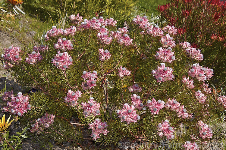 Serruria 'Sugar 'n' Spice', an Australian-raised Blushing. Bride hybrid between Serruria florida and Serruria rosea. It will grow to 1m high and wide. It has a neat, compact habit and flowers heavily. The stems are generally too short for floral work but it can be used for posies and buttonholes 'Sugar 'n' Spice' demands excellent drainage and is best grown in raised beds, rockeries, on banks or in containers. serruria-2525htm'>Serruria.