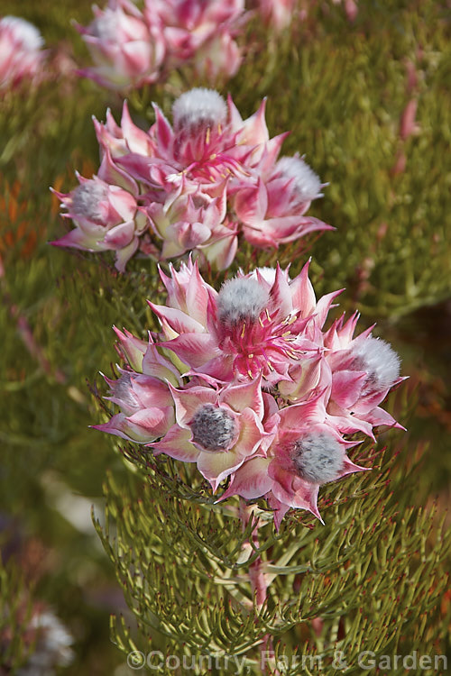 Serruria 'Sugar 'n' Spice', an Australian-raised Blushing. Bride hybrid between Serruria florida and Serruria rosea. It will grow to 1m high and wide. It has a neat, compact habit and flowers heavily. The stems are generally too short for floral work but it can be used for posies and buttonholes 'Sugar 'n' Spice' demands excellent drainage and is best grown in raised beds, rockeries, on banks or in containers. serruria-2525htm'>Serruria.