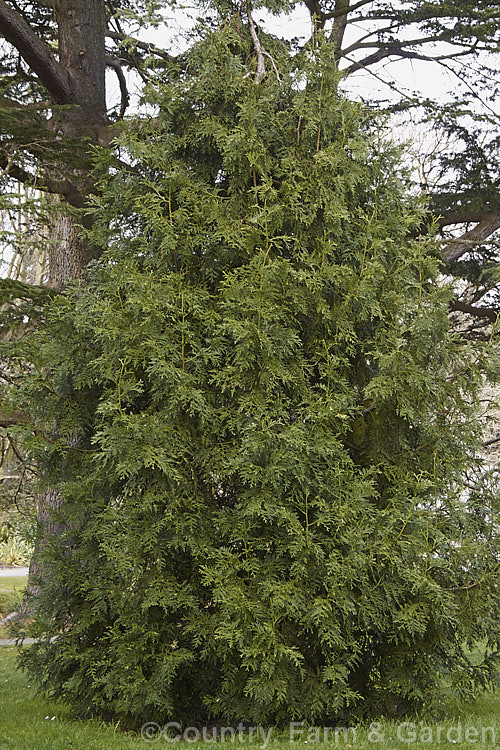 Thujopsis dolobrata, a 20-30m tall conifer native to Japan. When mature it has spreading branches that often sweep up slightly at the tips. Order: Pinales, Family: Cupressaceae
