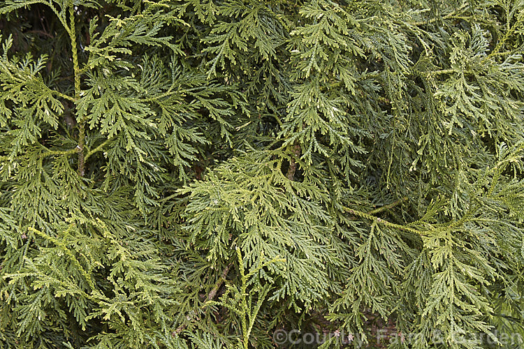The spring foliage of Thujopsis dolobrata, a 20 x 30m tall conifer native to Japan. When mature it has spreading branches that often sweep up slightly at the tips. Order: Pinales, Family: Cupressaceae