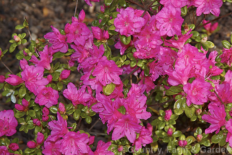 Rhododendron (evergreen azalea</i>) 'Miyagino' (syn 'Kyu-miyagino'), a Domoto Brothers. Kurume. Azalea that flower early and has a low, spreading growth habit. The flowers are single to hose-in-hose