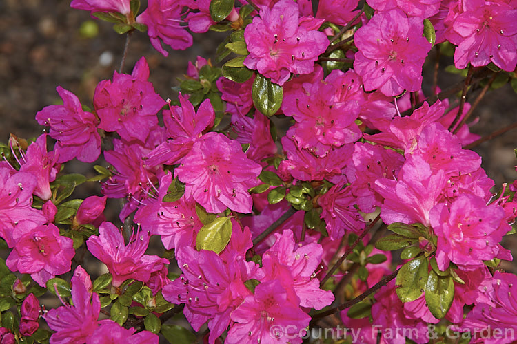Rhododendron (evergreen azalea</i>) 'Miyagino' (syn 'Kyu-miyagino'), a Domoto Brothers. Kurume. Azalea that flower early and has a low, spreading growth habit. The flowers are single to hose-in-hose