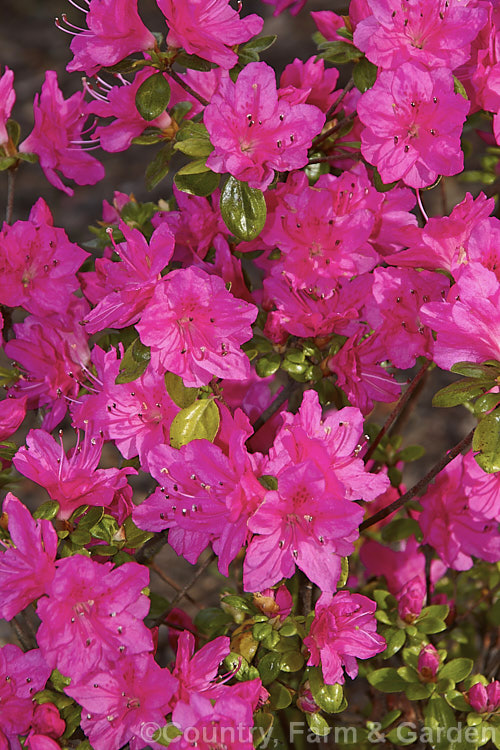 Rhododendron (evergreen azalea</i>) 'Miyagino' (syn 'Kyu-miyagino'), a Domoto Brothers. Kurume. Azalea that flower early and has a low, spreading growth habit. The flowers are single to hose-in-hose