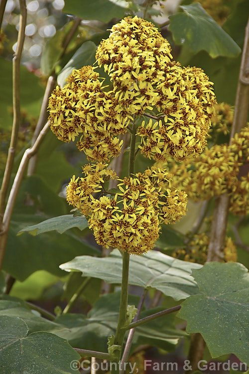 Flowerheads of Roldana petasites (syn. Senecio petasitis</i>), a large evergreen perennial or shrub daisy found from Mexico to Nicaragua. It flowers for much of the year, has attractive, large, velvety leaves and can grow to over 3m high and wide. roldana-2724htm'>Roldana.