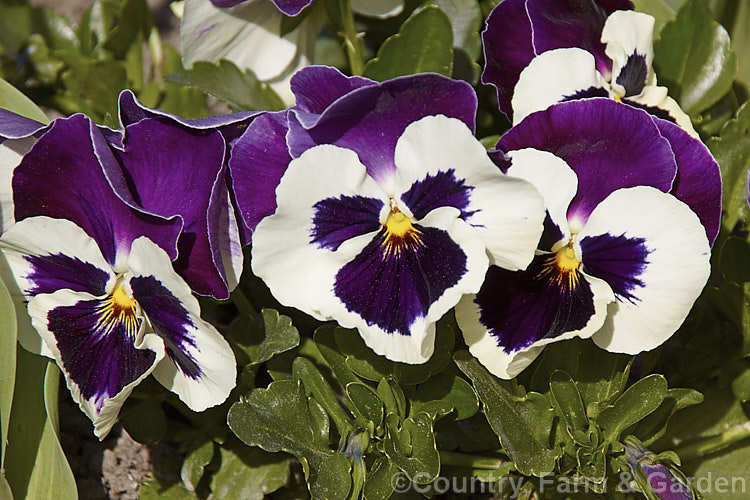 Viola. Delta x White with Rose Wing, one of several colour forms in the Delta strain, these pansies have medium-sized to large flowers and are at their best in late winter to spring. viola-2165htm'>Viola. <a href='violaceae-plant-family-photoshtml'>Violaceae</a>.