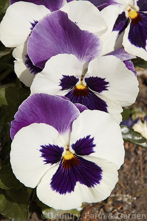 Viola. Delta x White with Rose Wing, one of several colour forms in the Delta strain, these pansies have medium-sized to large flowers and are at their best in late winter to spring. viola-2165htm'>Viola. <a href='violaceae-plant-family-photoshtml'>Violaceae</a>.