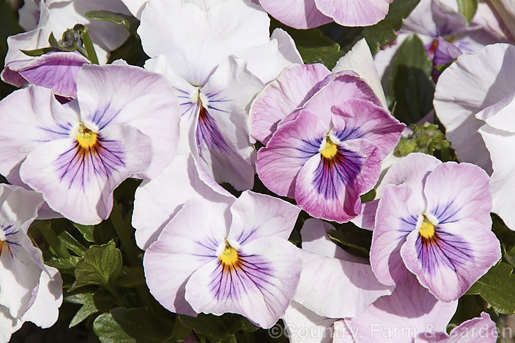 Viola. Delta x Pink Shades, one of several colour forms in the Delta strain, these pansies have medium-sized flowers and are at their best in late winter to spring. viola-2165htm'>Viola. <a href='violaceae-plant-family-photoshtml'>Violaceae</a>.