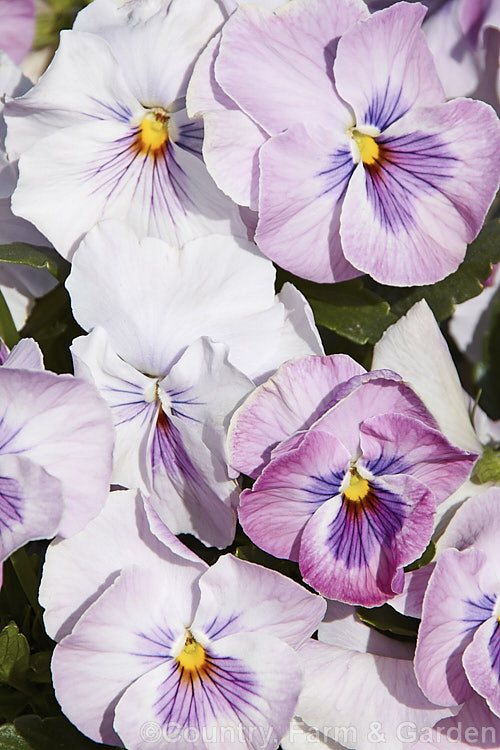 Viola. Delta x Pink Shades, one of several colour forms in the Delta strain, these pansies have medium-sized flowers and are at their best in late winter to spring. viola-2165htm'>Viola. <a href='violaceae-plant-family-photoshtml'>Violaceae</a>.