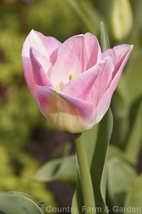 Tulipa 'Dynasty' (<i>Category 3 x Triumph Hybrid</i>), a delicately shaded, early-flowering tulip with stems up to 40cm tall It was introduced in 2005. Not to be confused with the very tall and vigorous 'Red Dynasty'. Order: Liliales, Family: Liliaceae