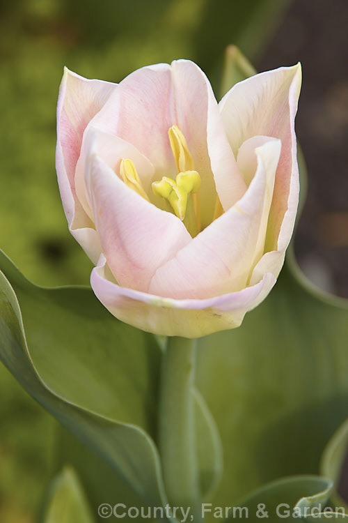 Tulipa 'Dynasty' (<i>Category 3 x Triumph Hybrid</i>), a delicately shaded, early-flowering tulip with stems up to 40cm tall It was introduced in 2005. Not to be confused with the very tall and vigorous 'Red Dynasty'. Order: Liliales, Family: Liliaceae