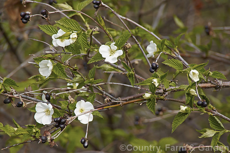 Rhodotypos scandens, a spreading deciduous shrub that grows to about 5 m high. It is a member of the rose family and a native of China and Japan. Its white flowers are followed by black berries. It is shown here in spring with young foliage, flowers and some of the previous season's fruit