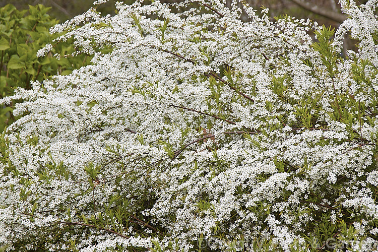 Garland. Spiraea (<i>Spiraea x arguta</i>), a probable hybrid between Spiraea x multiflora and Spiraea thunbergii, this bushy, 2m tall, deciduous shrub produces corymbs of small white flowers in early spring. spiraea-3326htm'>Spiraea.