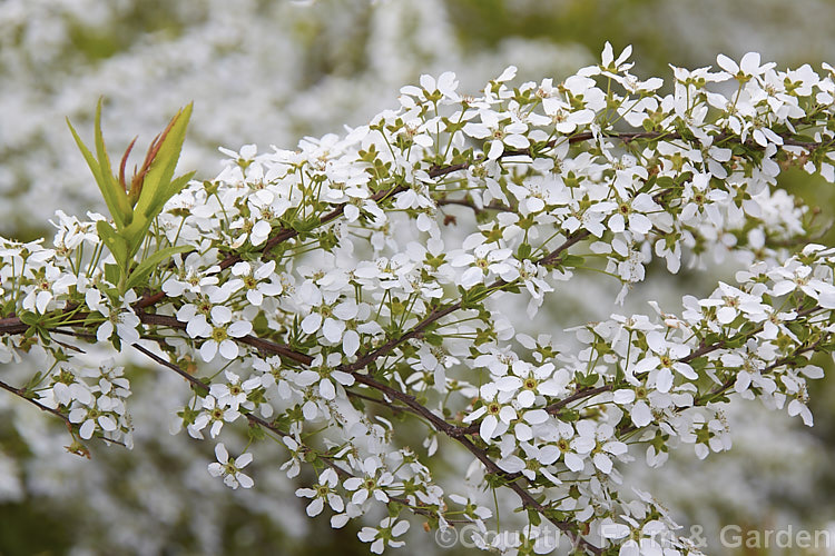 Garland. Spiraea (<i>Spiraea x arguta</i>), a probable hybrid between Spiraea x multiflora and Spiraea thunbergii, this bushy, 2m tall, deciduous shrub produces corymbs of small white flowers in early spring. spiraea-3326htm'>Spiraea.