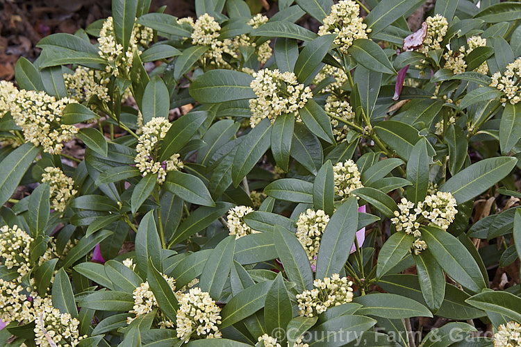 The male form of Skimmia japonica, which has larger, more conspicuous flowers than the female and in cream shade rather than white. When fertilised, the female flowers of this evergreen shrub from China and Japan will develop into clusters of bright red berries. Although sometimes over 5m tall in the wild, most garden forms are compact shrubs