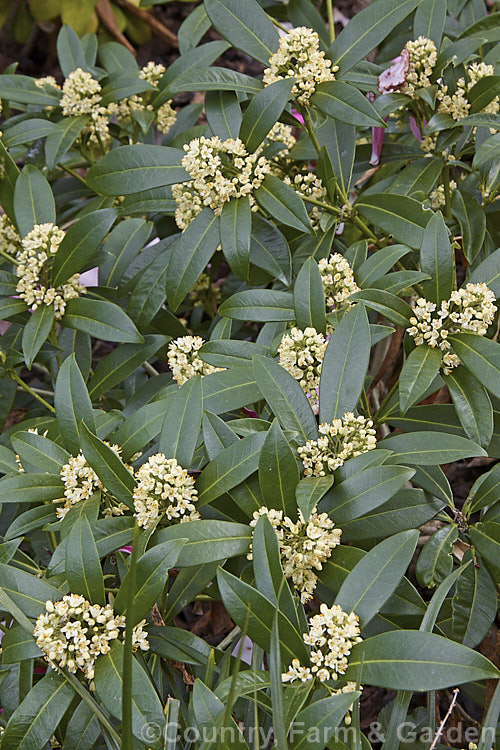 The male form of Skimmia japonica, which has larger, more conspicuous flowers than the female and in cream shade rather than white. When fertilised, the female flowers of this evergreen shrub from China and Japan will develop into clusters of bright red berries. Although sometimes over 5m tall in the wild, most garden forms are compact shrubs