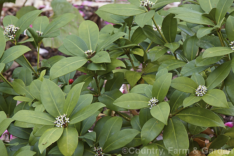 The female form of Skimmia japonica, which has smaller, less conspicuous flowers than the male and in white rather than a cream shade. When fertilised, the female flowers of this evergreen shrub from China and Japan will develop into clusters of bright red berries. Although sometimes over 5m tall in the wild, most garden forms are compact shrubs