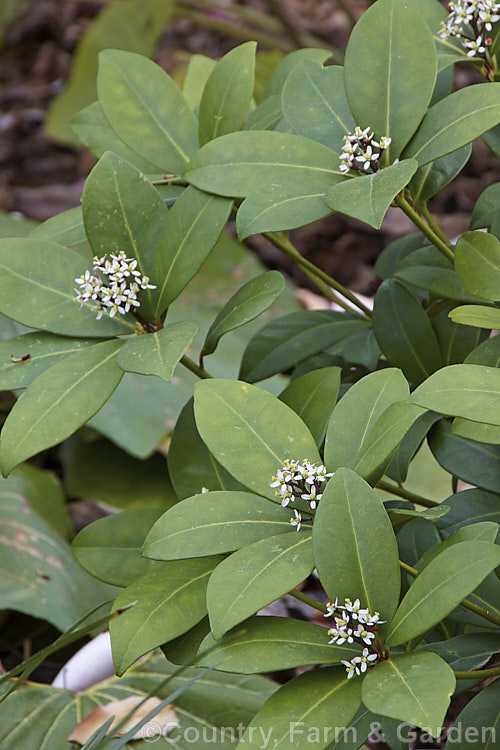 The female form of Skimmia japonica, which has smaller, less conspicuous flowers than the male and in white rather than a cream shade. When fertilised, the female flowers of this evergreen shrub from China and Japan will develop into clusters of bright red berries. Although sometimes over 5m tall in the wild, most garden forms are compact shrubs