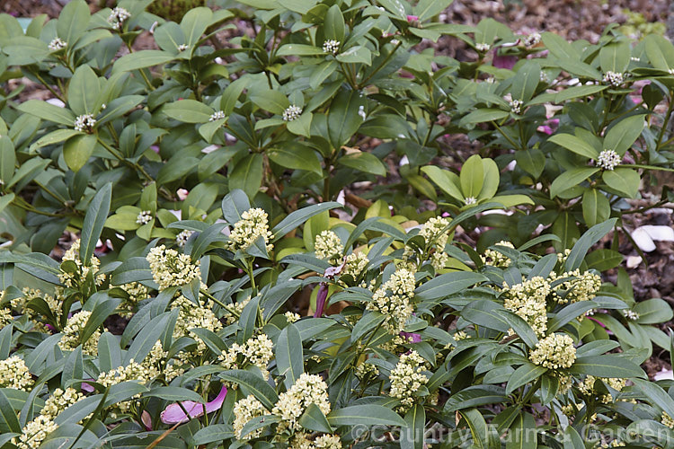 Skimmia japonica, an evergreen shrub from China and Japan. Although sometimes over 5m tall in the wild, most garden forms are compact shrubs. When fertilised, the female flowers will develop into clusters of bright red berries. Shown here is a male plant in the foreground, with a female behind it; both in flower