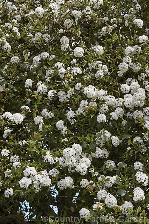 Viburnum x burkwoodii (<i>Viburnum carlesii x Viburnum utile</i>), a semi-deciduous 25-4m tall shrub. Its flowers are strongly scented and borne over a long period from late winter into spring. viburnum-2081htm'>Viburnum. <a href='adoxaceae-plant-family-photoshtml'>Adoxaceae</a>.