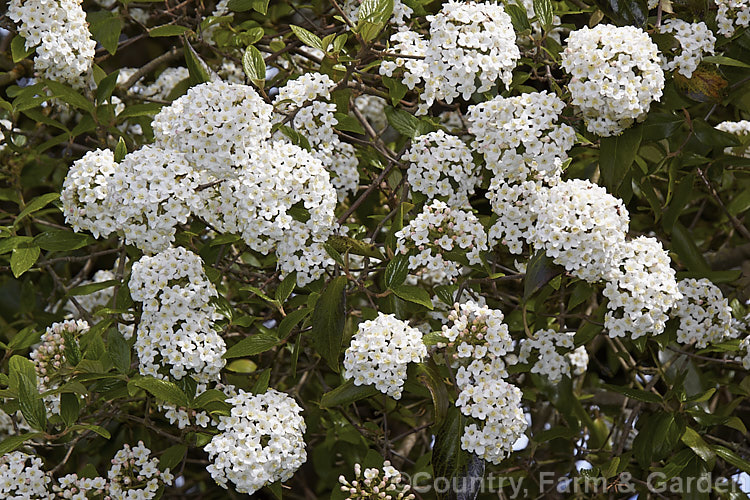 Viburnum x burkwoodii (<i>Viburnum carlesii x Viburnum utile</i>), a semi-deciduous 25-4m tall shrub. Its flowers are strongly scented and borne over a long period from late winter into spring. viburnum-2081htm'>Viburnum. <a href='adoxaceae-plant-family-photoshtml'>Adoxaceae</a>.