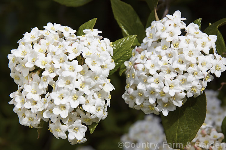 Viburnum x burkwoodii (<i>Viburnum carlesii x Viburnum utile</i>), a semi-deciduous 25-4m tall shrub. Its flowers are strongly scented and borne over a long period from late winter into spring. viburnum-2081htm'>Viburnum. <a href='adoxaceae-plant-family-photoshtml'>Adoxaceae</a>.