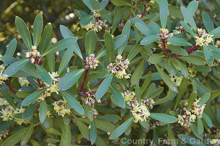 Mountain Pepper. Bush (<i>Tasmannia lanceolata [syns. Drimys aromatica, Drimys lanceolata]), an evergreen 18m high southeastAustralian (incl. Tasmania</i>) shrub. The flowers open ion spring and are slightly scented; peppery black fruit follow. tasmannia-3349htm'>Tasmannia. <a href='winteraceae-plant-family-photoshtml'>Winteraceae</a>.