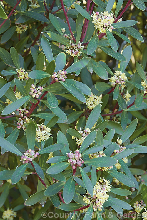 Mountain Pepper. Bush (<i>Tasmannia lanceolata [syns. Drimys aromatica, Drimys lanceolata]), an evergreen 18m high southeastAustralian (incl. Tasmania</i>) shrub. The flowers open ion spring and are slightly scented; peppery black fruit follow. tasmannia-3349htm'>Tasmannia. <a href='winteraceae-plant-family-photoshtml'>Winteraceae</a>.
