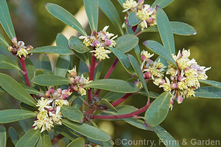 Mountain Pepper. Bush (<i>Tasmannia lanceolata [syns. Drimys aromatica, Drimys lanceolata]), an evergreen 18m high southeastAustralian (incl. Tasmania</i>) shrub. The flowers open ion spring and are slightly scented; peppery black fruit follow. tasmannia-3349htm'>Tasmannia. <a href='winteraceae-plant-family-photoshtml'>Winteraceae</a>.