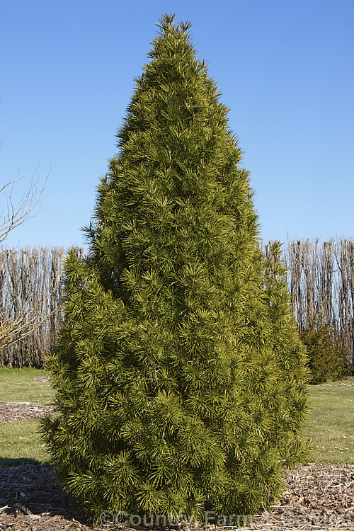 Japanese Umbrella. Pine (<i>Sciadopitys verticillata</i>), a stiffly erect 40m tree native to Japan. The sole member of its genus, it is widely grown for its symmetrical formal shape and bold foliage. sciadopitys-3293htm'>Sciadopitys. <a href='sciadopityaceae-plant-family-photoshtml'>Sciadopityaceae</a>.