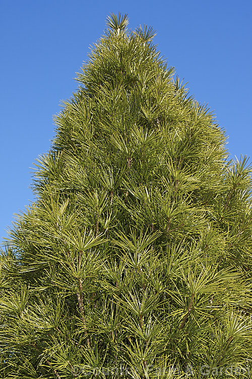 Japanese Umbrella. Pine (<i>Sciadopitys verticillata</i>), a stiffly erect 40m tree native to Japan. The sole member of its genus, it is widely grown for its symmetrical formal shape and bold foliage. sciadopitys-3293htm'>Sciadopitys. <a href='sciadopityaceae-plant-family-photoshtml'>Sciadopityaceae</a>.