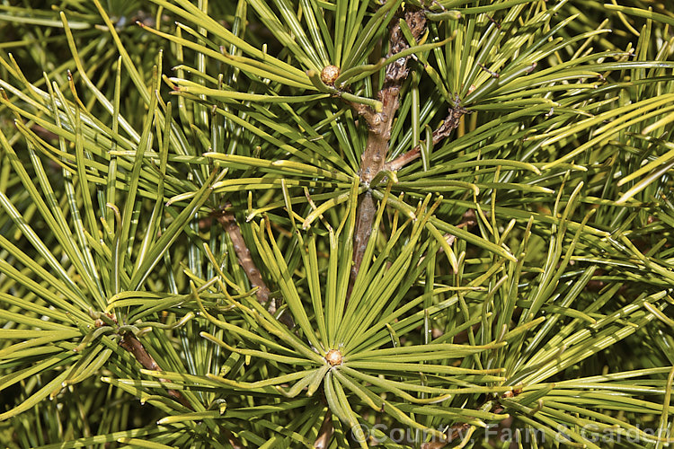 The foliage of the Japanese Umbrella. Pine (<i>Sciadopitys verticillata</i>), a stiffly erect 40m tree native to Japan. The sole member of its genus, it is widely grown for its symmetrical formal shape and bold foliage. sciadopitys-3293htm'>Sciadopitys. <a href='sciadopityaceae-plant-family-photoshtml'>Sciadopityaceae</a>.