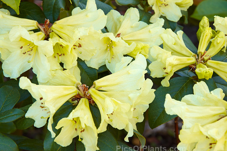 <i>Rhododendron</i> 'Parisienne' (<i>Rhododendron valentianum</i> x <i>Rhododendron burmanicum</i>), an early-flowering hybrid with bronze foliage. Raised by Rothschild in 1947, it was among the first yellow-flowered hybrids and in common with many of these it lacks hardiness. The modern form of 'Parisienne' is more compact than the original cultivar and is sometimes called 'Parisienne Improved', though as it has largely replaced the earlier form this distinction is hardly necessary. Order: Ericales, Family: Ericaceae