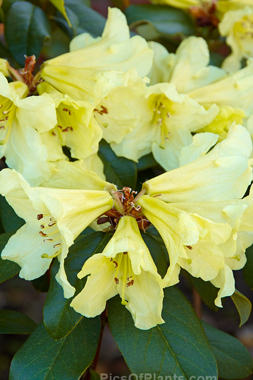 <i>Rhododendron</i> 'Parisienne' (<i>Rhododendron valentianum</i> x <i>Rhododendron burmanicum</i>), an early-flowering hybrid with bronze foliage. Raised by Rothschild in 1947, it was among the first yellow-flowered hybrids and in common with many of these it lacks hardiness. The modern form of 'Parisienne' is more compact than the original cultivar and is sometimes called 'Parisienne Improved', though as it has largely replaced the earlier form this distinction is hardly necessary. Order: Ericales, Family: Ericaceae