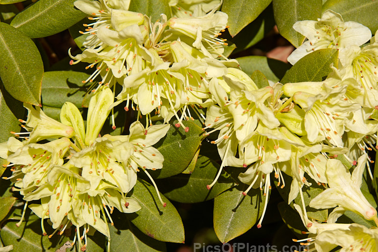 Rhododendron 'Shamrock' (<i>Rhododendron keiskei</i> x <i>Rhododendron hanceanum</i>), a compact, rounded bush with unusual yellow-green flowers that open from early spring. Order: Ericales, Family: Ericaceae