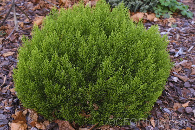 Cypress. Hebe (<i>Veronica cupressoides [syn. Hebe cupressoides, Leonohebe cupressoides]), an evergreen, summer-flowering shrub native to the eastern South Island of New Zealand, where it occurs at elevations up to 1500m. The small pale blue flowers are often largely hidden by the fine, conifer-like foliage
