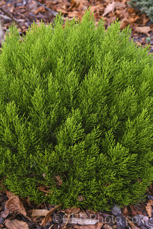 Cypress. Hebe (<i>Veronica cupressoides [syn. Hebe cupressoides, Leonohebe cupressoides]), an evergreen, summer-flowering shrub native to the eastern South Island of New Zealand, where it occurs at elevations up to 1500m. The small pale blue flowers are often largely hidden by the fine, conifer-like foliage