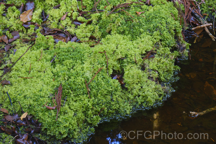 Sphagnum Moss (<i>Sphagnum cristatum</i>), this is the common sphagnum moss found in high rainfall areas of New Zealand andAustralia. It is harvested commercially, mainly for the horticultural industry. sphagnum-3323htm'>Sphagnum. <a href='sphagnaceae-plant-family-photoshtml'>Sphagnaceae</a>.